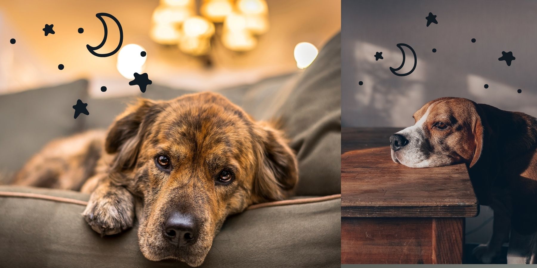 dog-anxious-at-night-expert-advice-for-calming-your-pet-s-anxiety